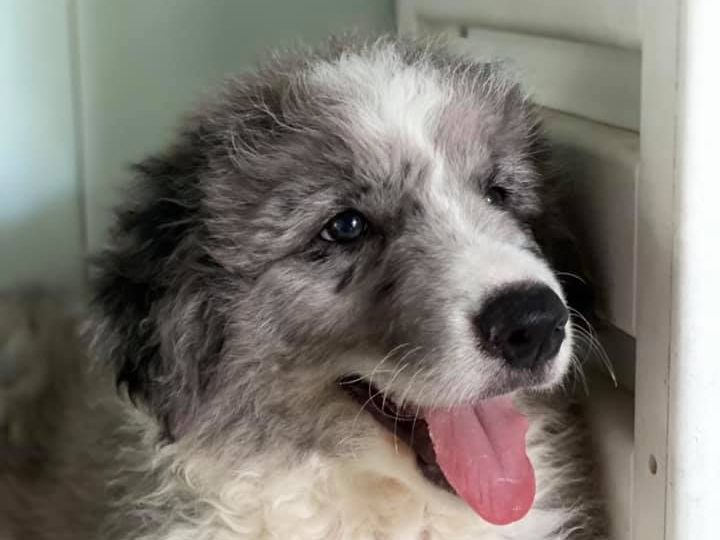 Ramses, Rea, Shana e Zumba