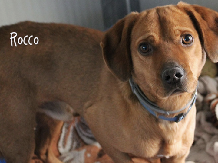 ROCCO