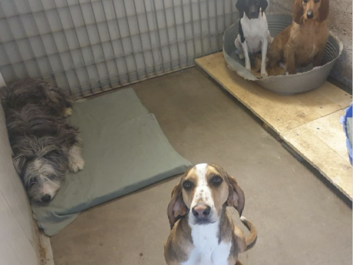 ATHOS, CIRO, GENNA, MINERVA