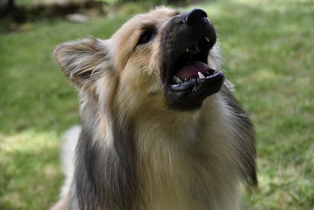 Cani che abbaiano: come gestirli e quali sono le razze che lo fanno di più