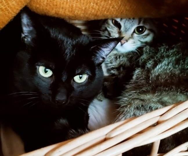 COPPIETTA MICI ADORABILI