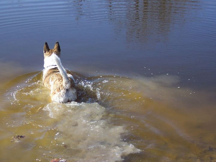 Giardia nel cane: cause, sintomi e cura