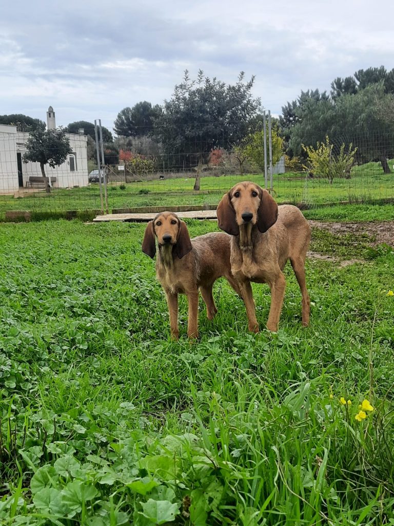 SANDRA E RAIMONDO