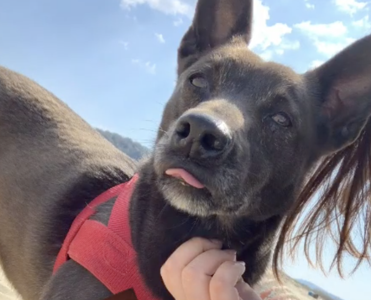 Schermata 2022-04-12 alle 12.50.23