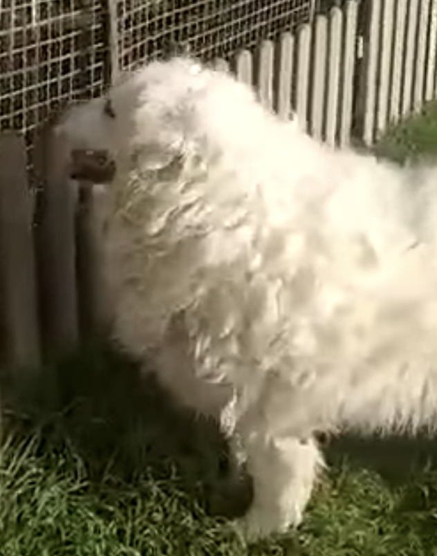 Schermata 2022-04-12 alle 13.31.19