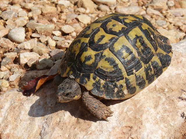 Cosa mangiano le tartarughe di terra?