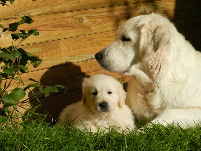 Gestazione del cane: tutte le informazioni per affrontarla al meglio