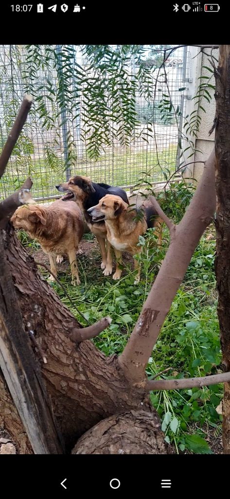 IL TRIO LESCANO E LA MAMMA