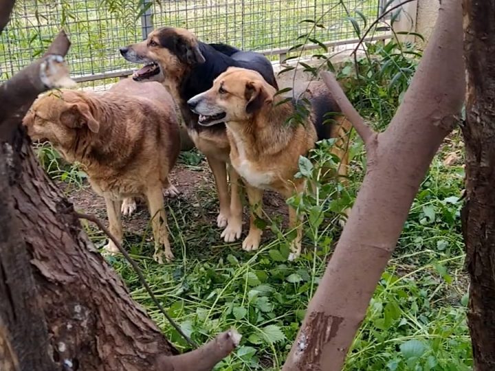 IL TRIO LESCANO E LA MAMMA