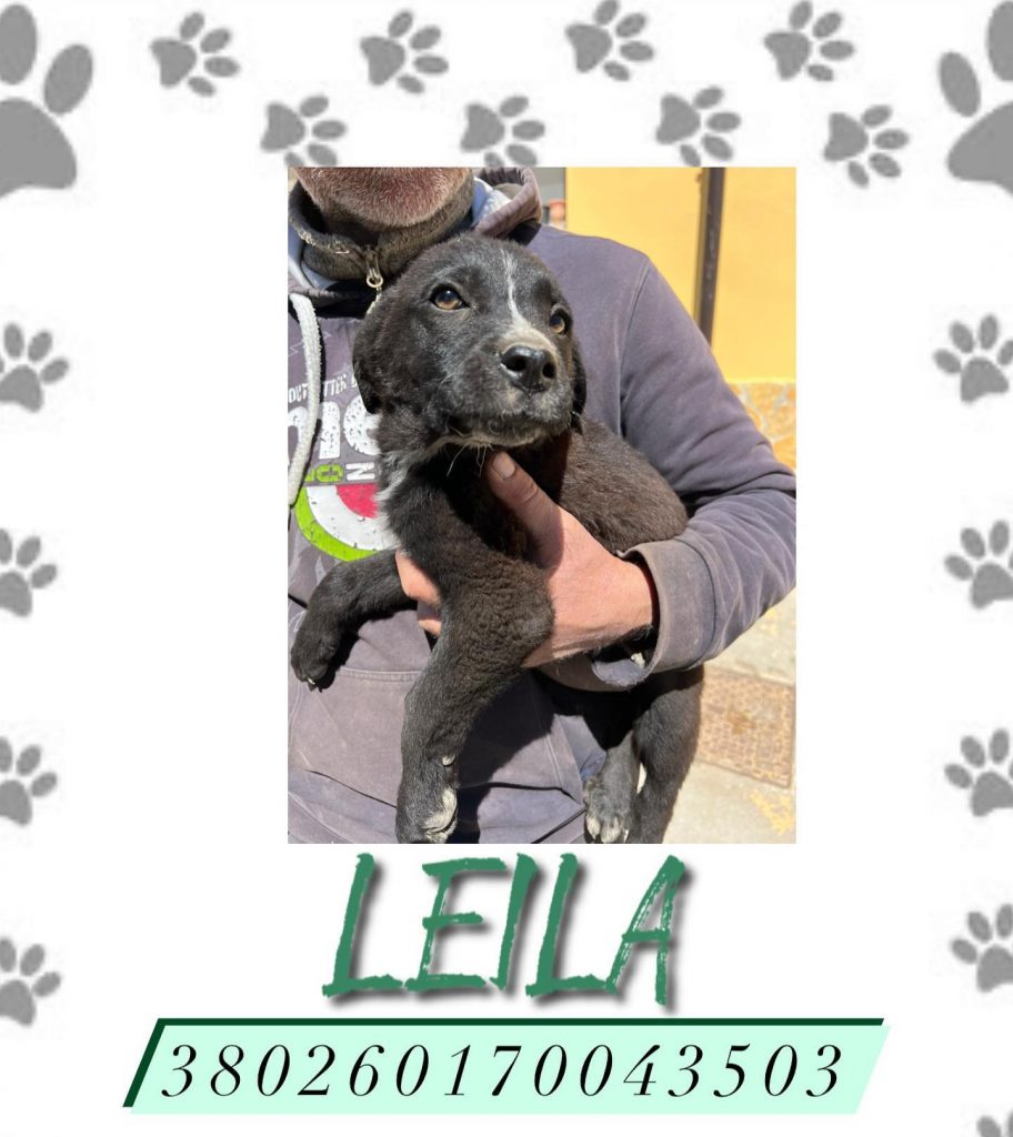 LEILA