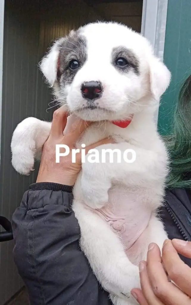 PRIAMO