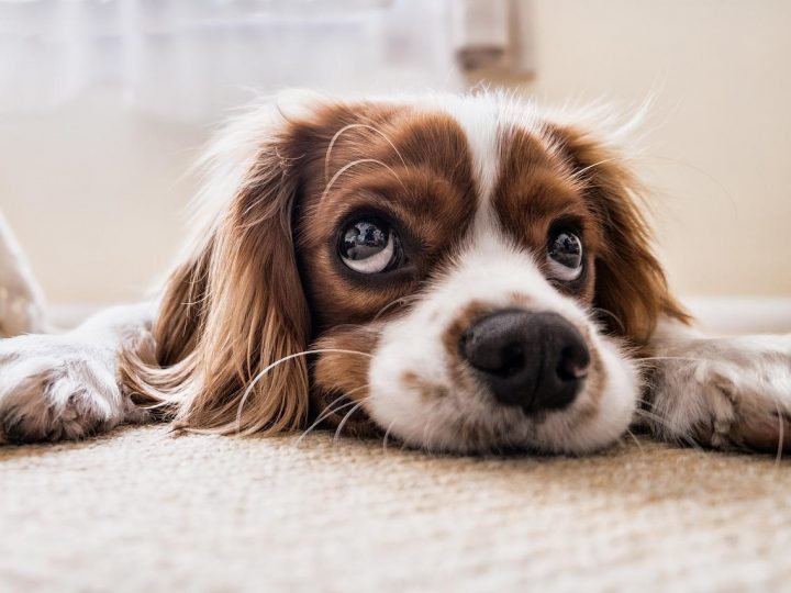 Cos’è la piodermite nel cane e come si cura