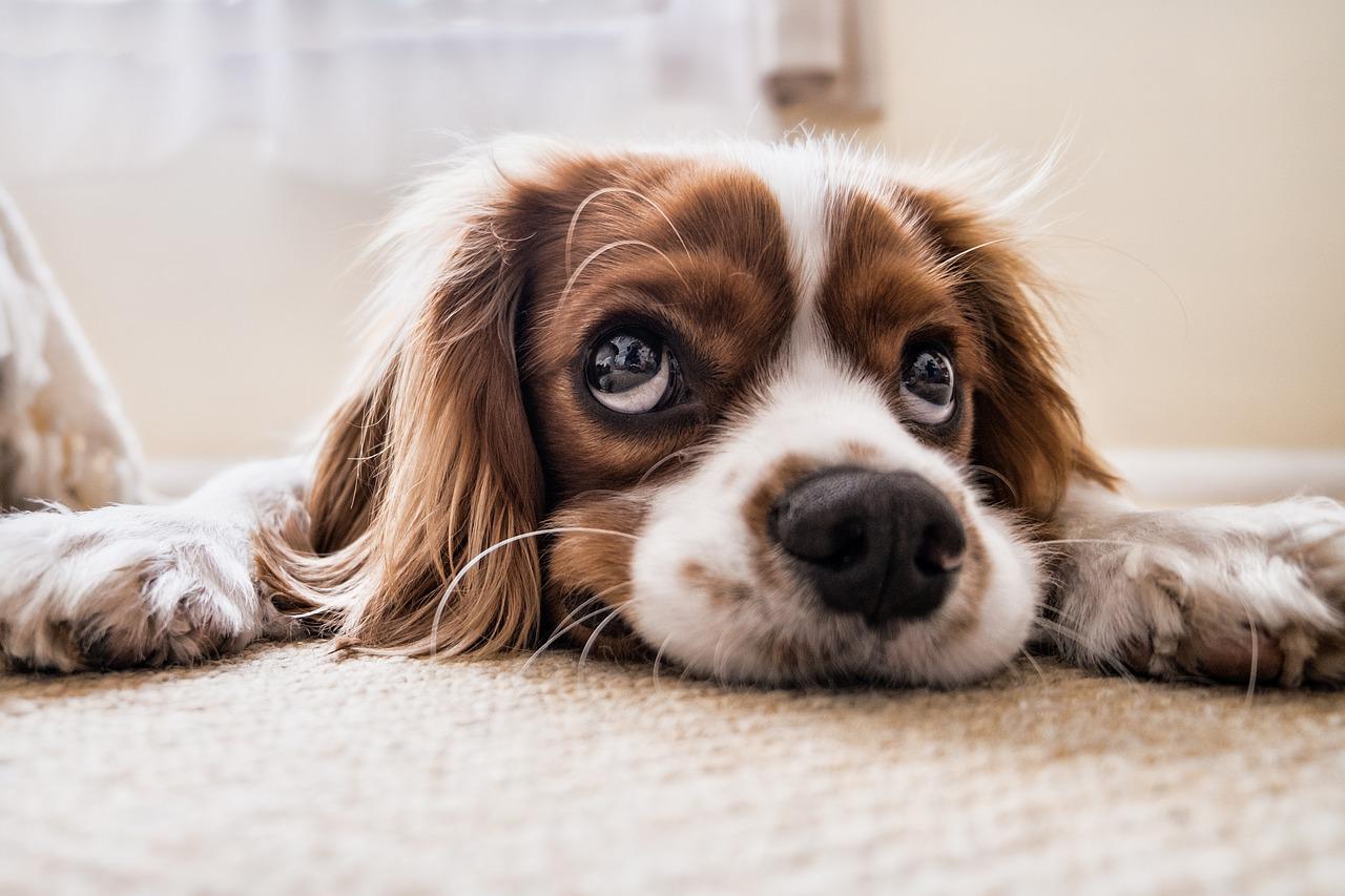 Cos’è la piodermite nel cane e come si cura