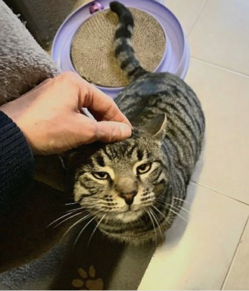 Schermata 2022-05-26 alle 17.30.02