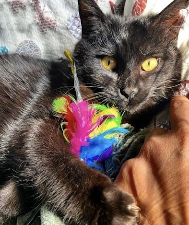 Schermata 2022-05-26 alle 17.35.44