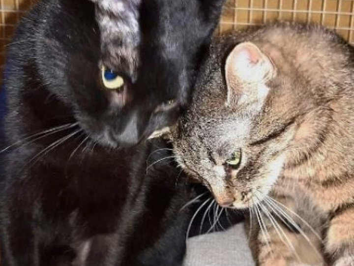 CAGLIOSTRO E JEANNIE