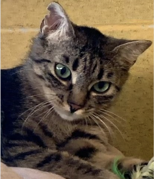 Schermata 2022-05-26 alle 17.39.11