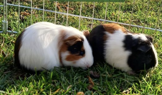 Schermata 2022-05-26 alle 17.57.47