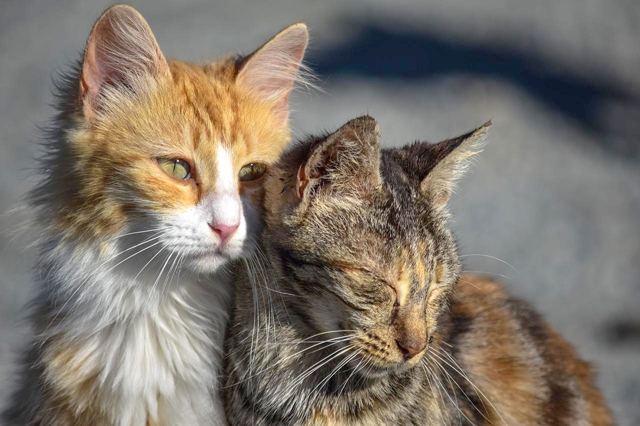 Ipertiroidismo, malattia comune nei gatti specie se anziani