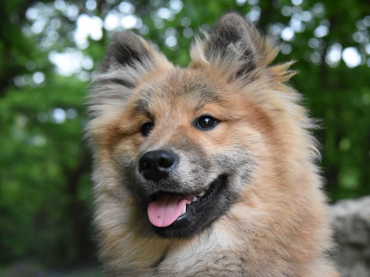 Quali sono i cani da tartufo: tutte le razze