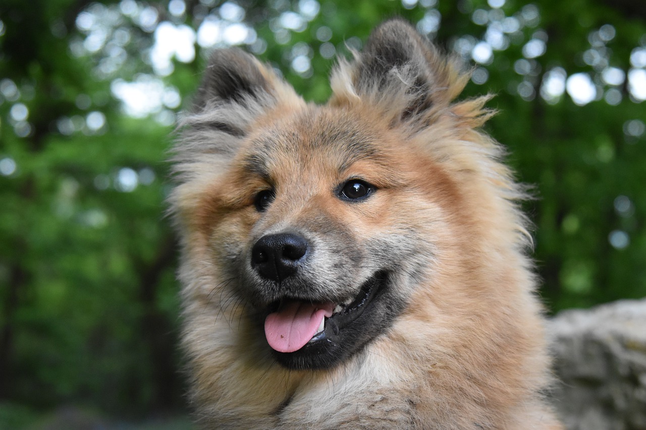 Quali sono i cani da tartufo: tutte le razze