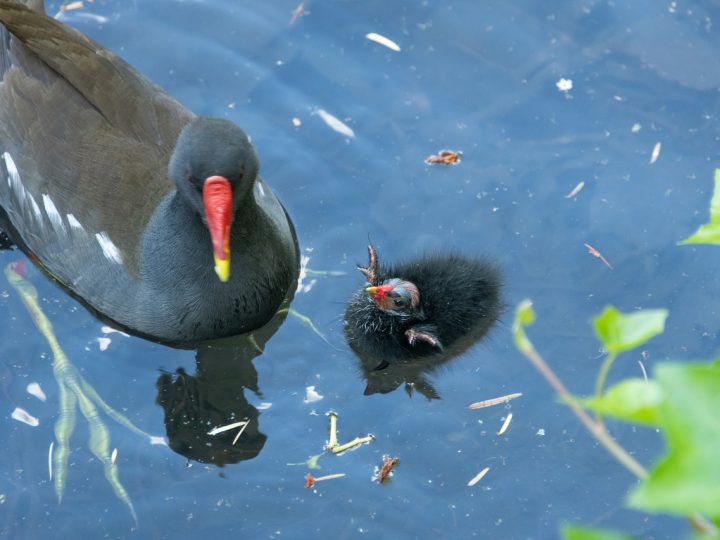 Gallinella d’acqua, cos’è e caratteristiche