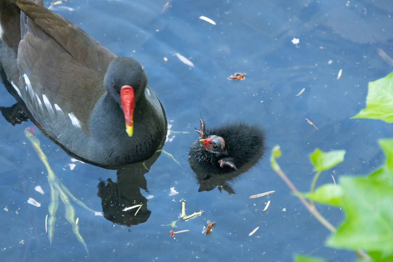 Gallinella d’acqua, cos’è e caratteristiche