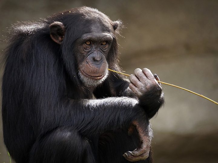 Caratteristiche, alimentazione, comportamenti delle scimmiette brasiliane