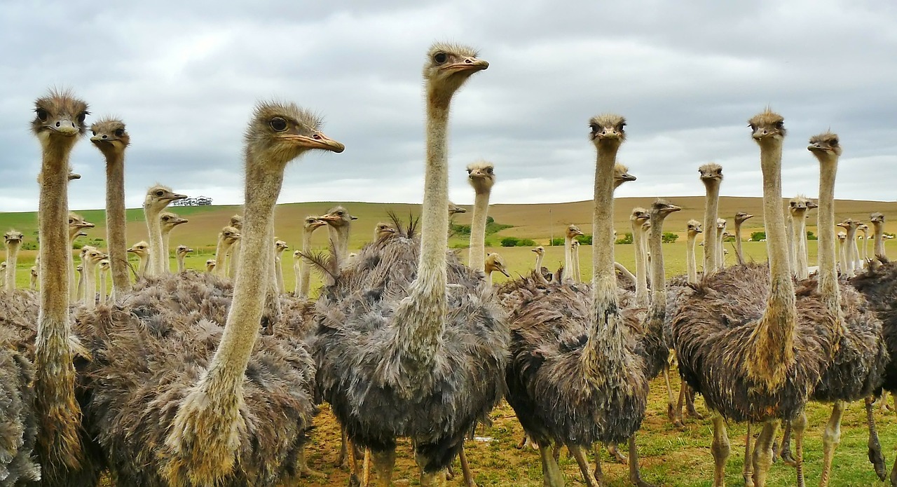 Struzzi australiani, caratteristiche e curiosità