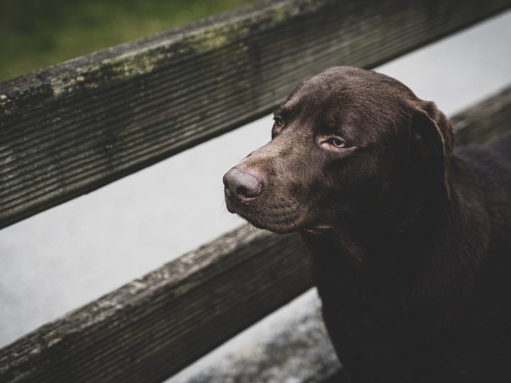 Labrador marrone: caratteristiche e carattere