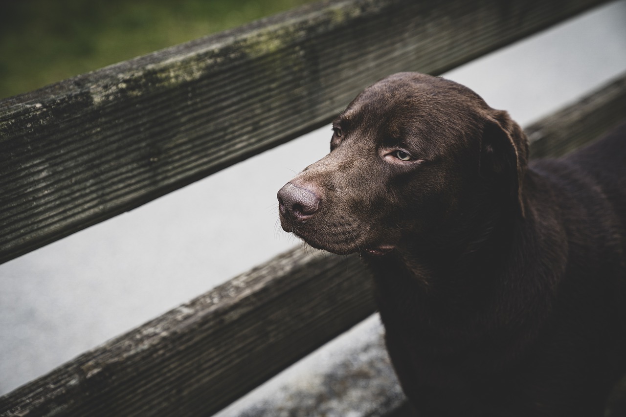 Labrador marrone: caratteristiche e carattere