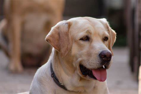 Il carattere del labrador, cura ed altri consigli