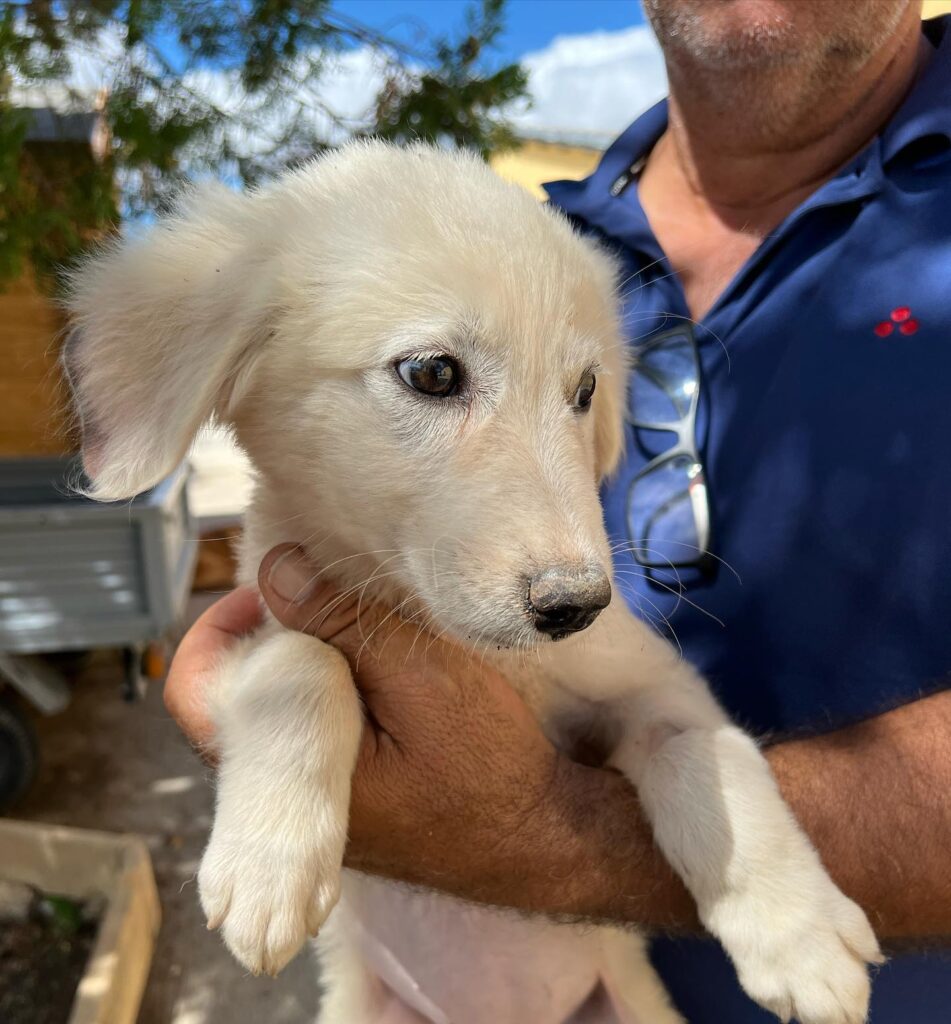 305054724_501188505343459_1222678839591519916_n