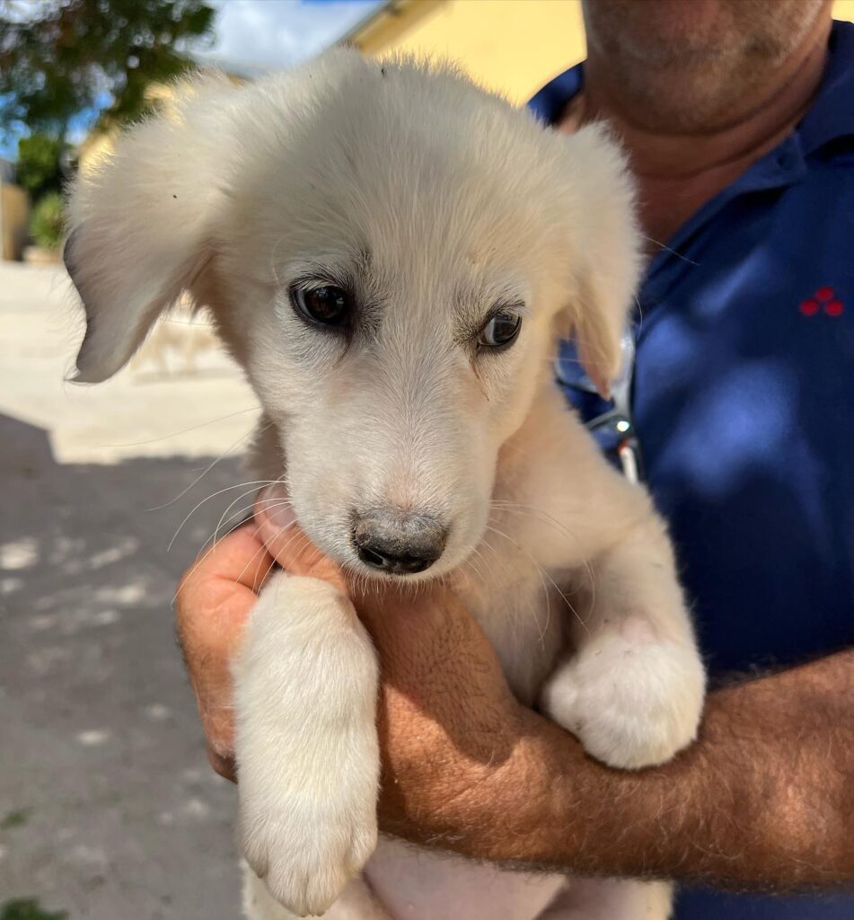 305116531_501188502010126_9081496145708978733_n