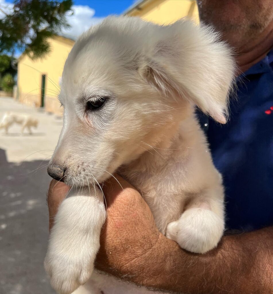 305182938_501188492010127_7988079613482064639_n