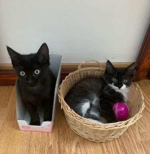 FRAGOLA E CIOCCOLATO