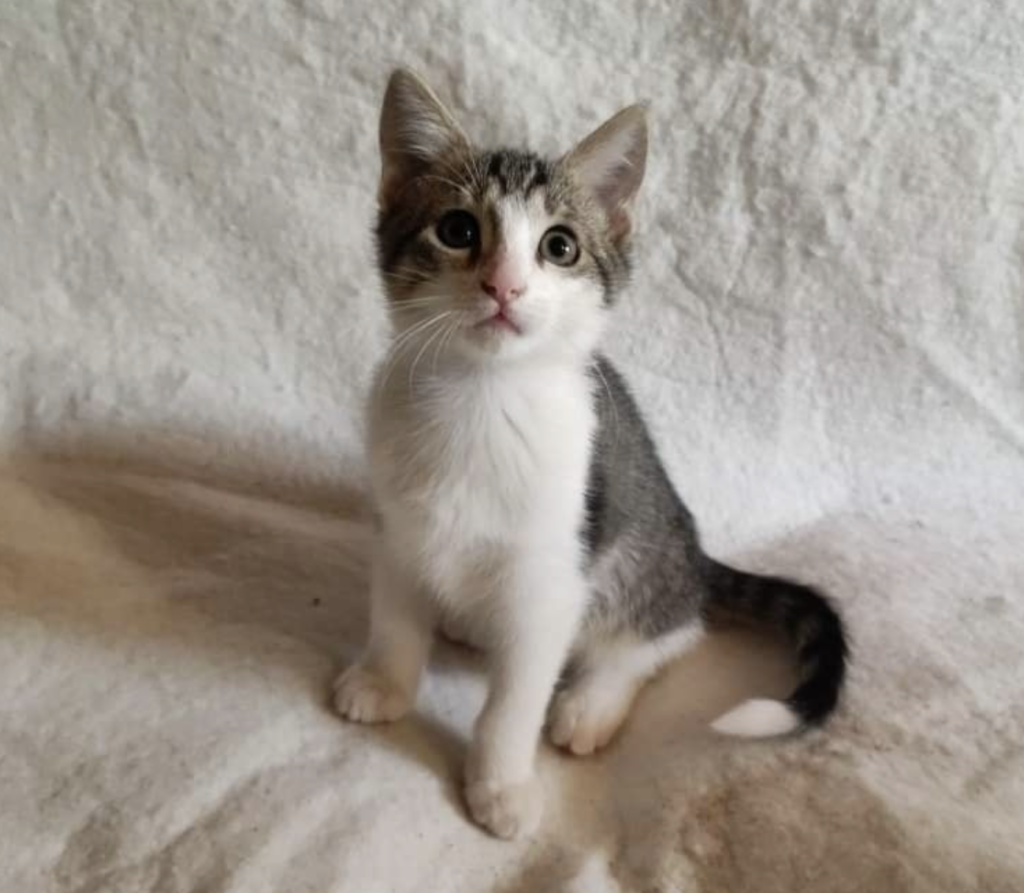 Schermata 2022-10-13 alle 15.49.52