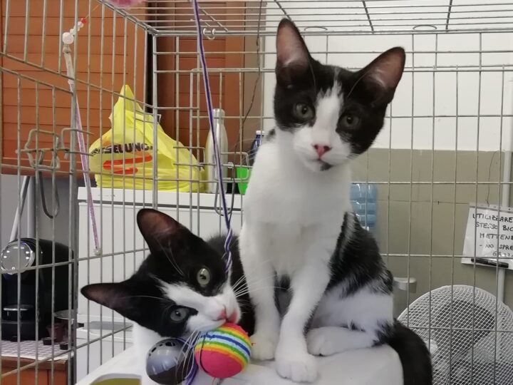 MINU, LUCY, CIP, CIOP