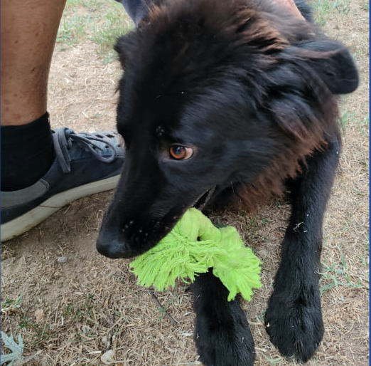 3 BORDER COLLIE