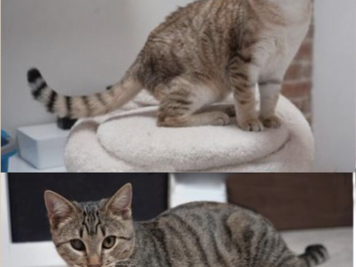 CRODINO E BRUSCHETTA