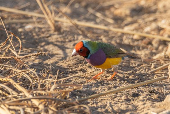 Cosa sapere sul diamante di Gould