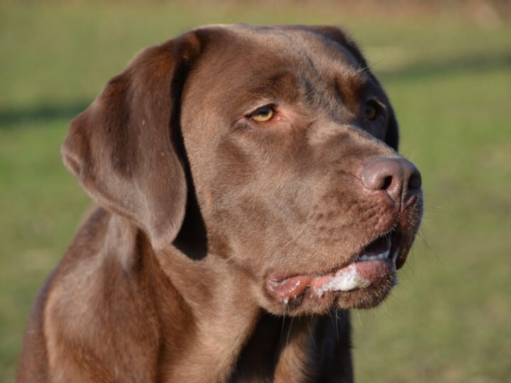 Labrador marrone: caratteristiche e carattere