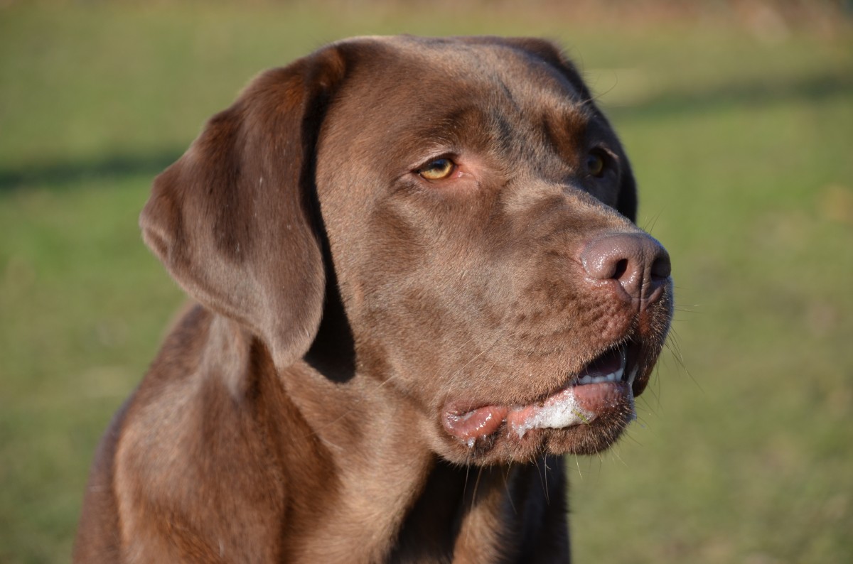 Labrador marrone: caratteristiche e carattere