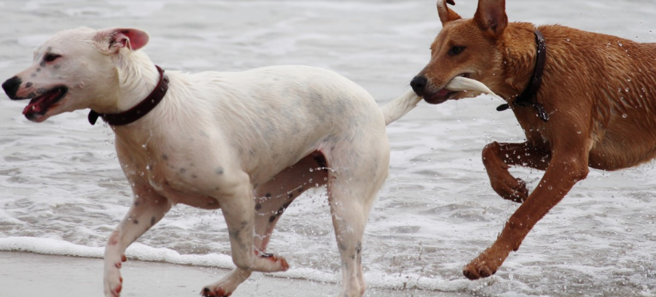 5 curiosità sui cani che forse non sapevi