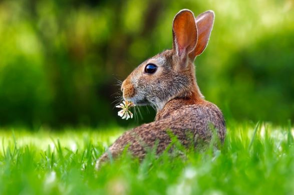 Informazioni, caratteristiche e cura del coniglio nano