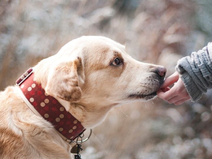 Pet Therapy ed educazione: il ruolo degli animali nelle scuole