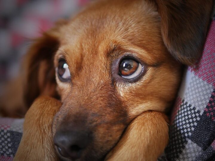 Pet Therapy: benefici e applicazioni negli ospedali pediatrici