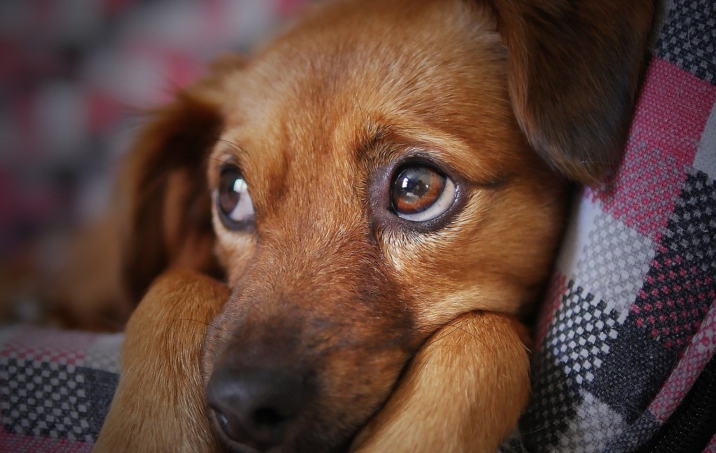 Pet Therapy: benefici e applicazioni negli ospedali pediatrici