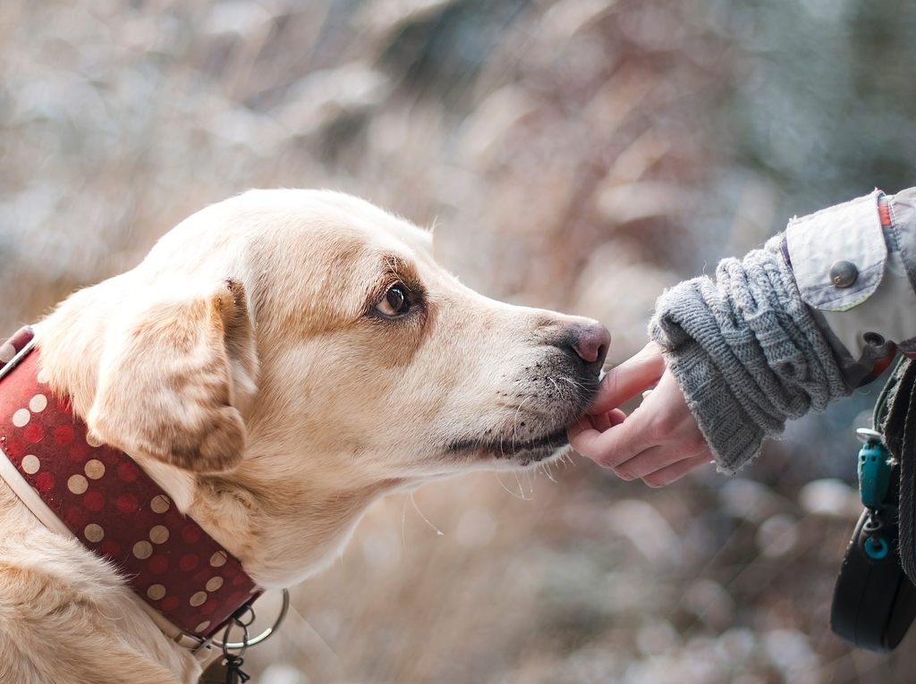 Pet Therapy gratuita: opportunità e risorse disponibili