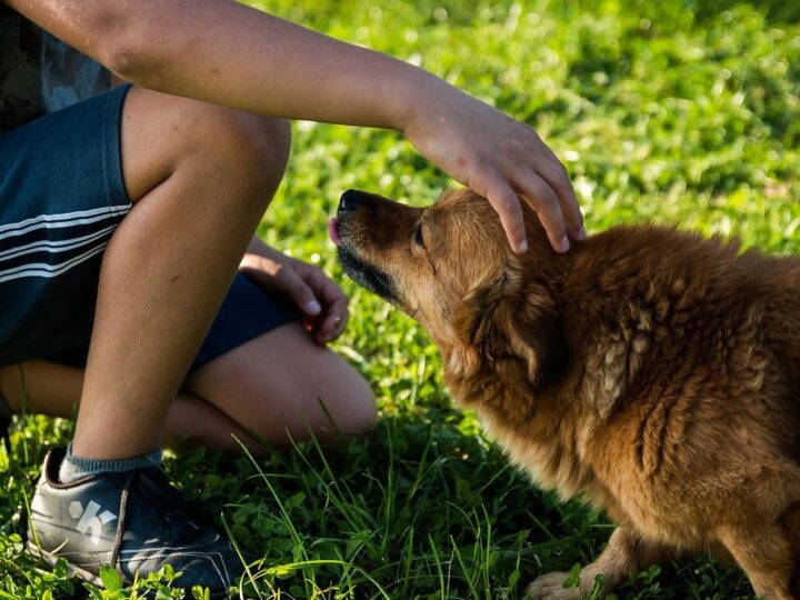 Come selezionare gli animali per la Pet Therapy: caratteristiche e addestramento